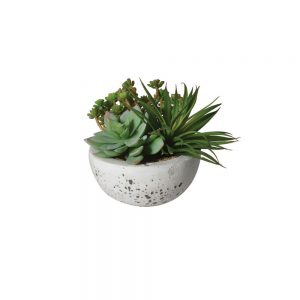 Plant-Assortment-in-Cement-Bowl