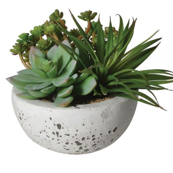 Plant-Assortment-in-Cement-Bowl1