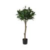 Bay-Leaf-Tree-In-Pot