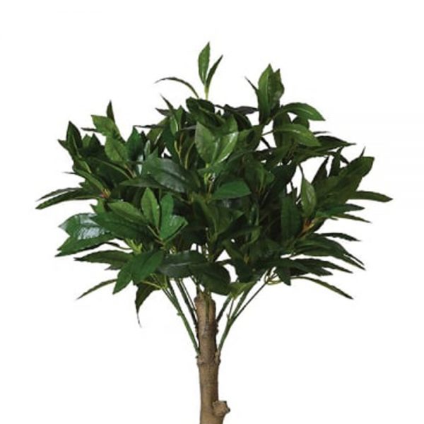 Bay-Leaf-Tree-In-Pot1